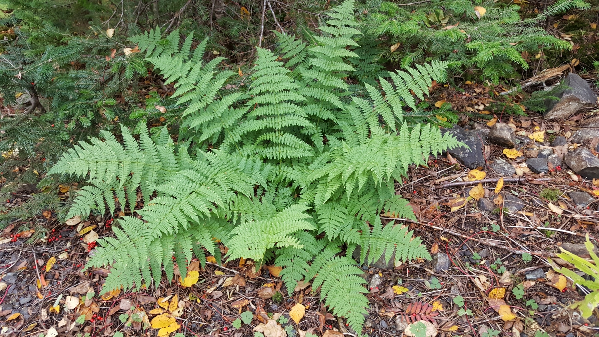 Dryopteridoideae