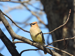 Bombycilla cedrorum