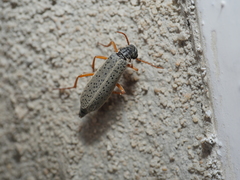 Epicauta fulvicornis