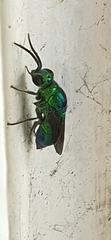 Chrysis lincea