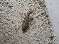 Epicauta fulvicornis