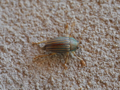 Colaspis gemmingeri