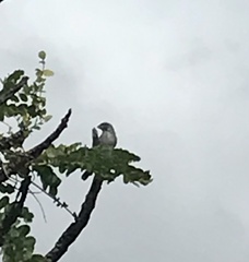 Sporophila caerulescens