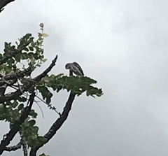 Sporophila caerulescens