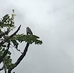 Sporophila caerulescens