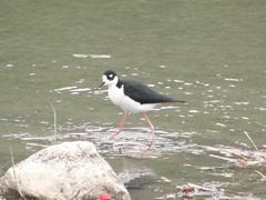 Himantopus mexicanus