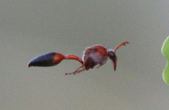 Delta dimidiatipenne