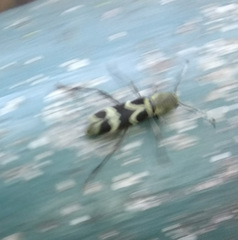 Perissus indistinctus