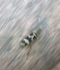 Perissus indistinctus