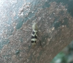 Perissus indistinctus