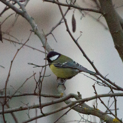 Parus major