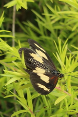 Acraea cabira