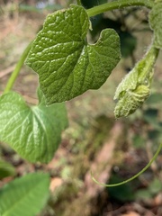 Marah oregana