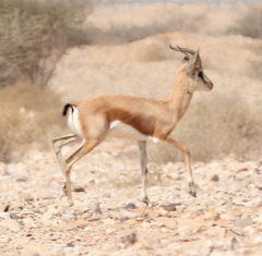 Gazella dorcas