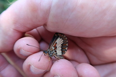 Acraea cabira