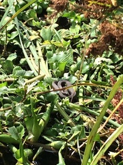 Thamnophis melanogaster