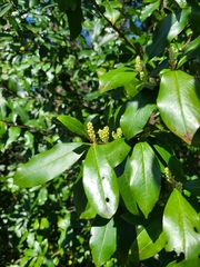 Prunus caroliniana
