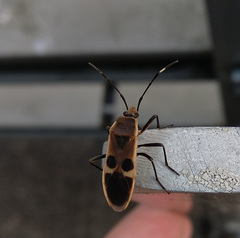 Physopelta gutta gutta