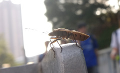 Physopelta gutta gutta