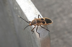 Physopelta gutta gutta