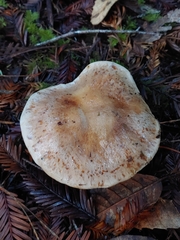 Cortinarius talus