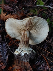 Cortinarius talus