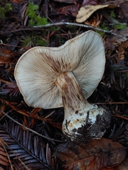 Cortinarius talus