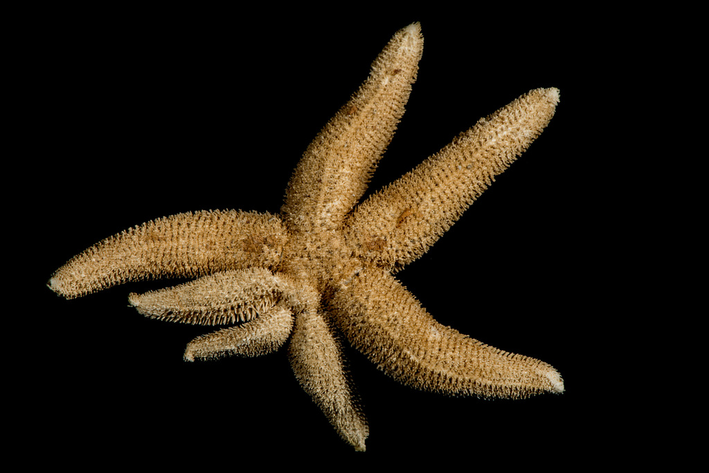 Odd-rayed Star