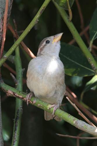 Moineau cisalpin, jeune