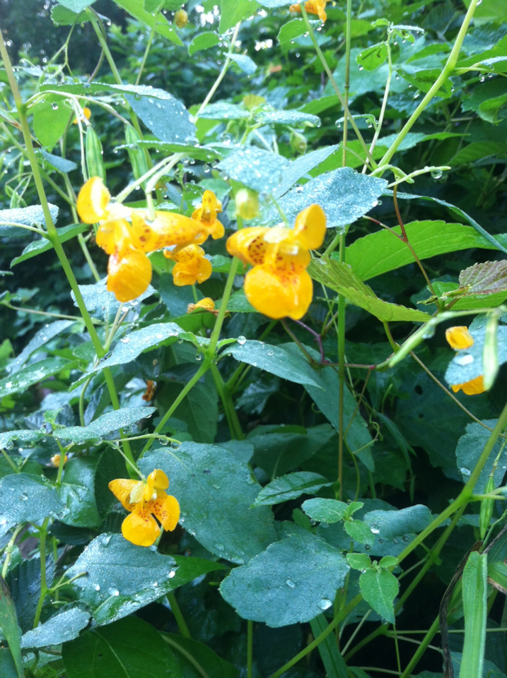 common jewelweed from Potomac Hills Park, McLean, VA, US on September