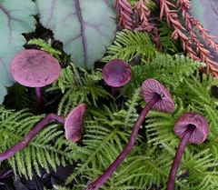 Pseudobaeospora deckeri