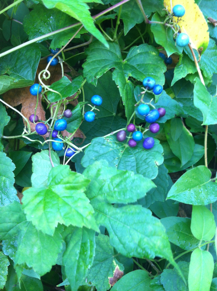 porcelain berry from Potomac Hills Park, McLean, VA, US on September 16