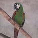Chestnut-fronted Macaw - Photo (c) Diego Naranjo, some rights reserved (CC BY-NC), uploaded by Diego Naranjo