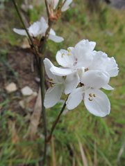 Libertia chilensis