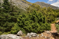 Juniperus turbinata