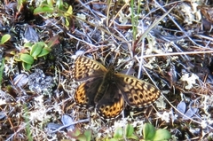 Boloria erda