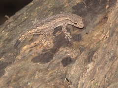 Lygodactylus klugei