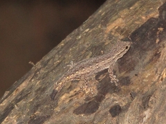 Lygodactylus klugei