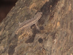 Lygodactylus klugei