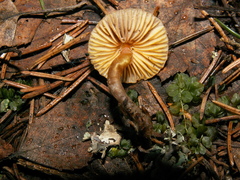 Mycena aurantiomarginata