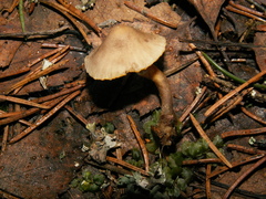 Mycena aurantiomarginata