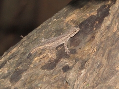 Lygodactylus klugei