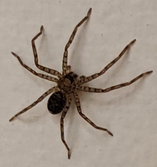 Heteropoda jugulans