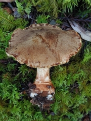 Leprocybe