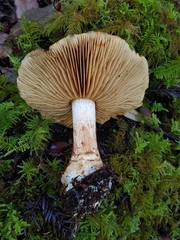 Leprocybe