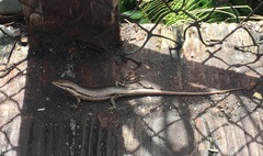 Trachylepis sechellensis