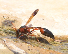 Delta dimidiatipenne