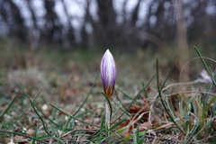 Crocus tauricus