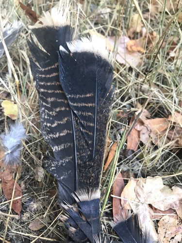 iNaturalist observation photo of Wild Turkey