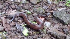 Metlapilcoatlus olmec